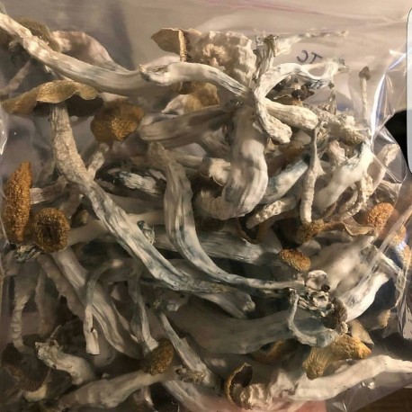 Psilocybe Cubensis Get Started Growing Your Own Today - 04npmjx